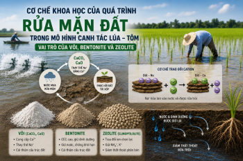 /uploads/.thumbs/images/bai-viet/rua-man-trong-canh-tac-lua-tom-2.png